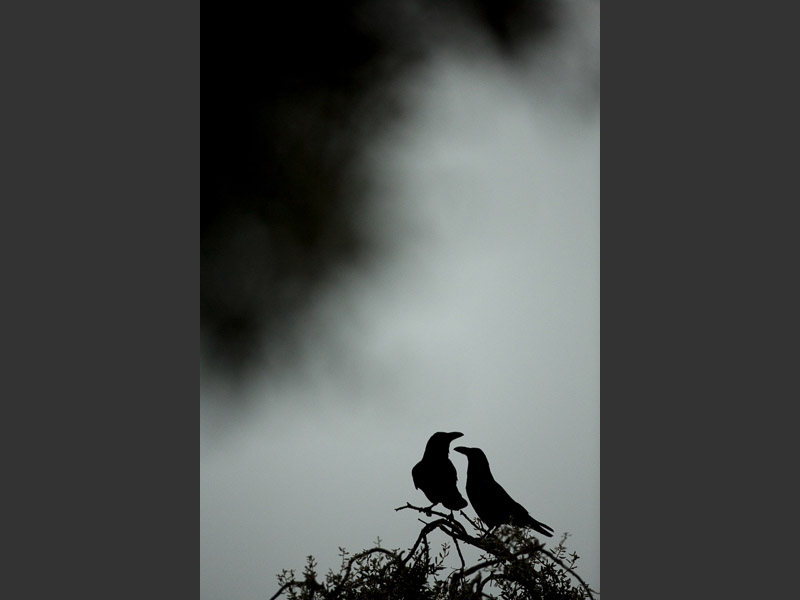 crows