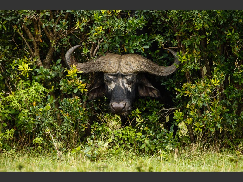 camouflage?