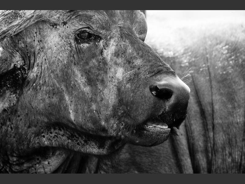 Buffalo and ticks