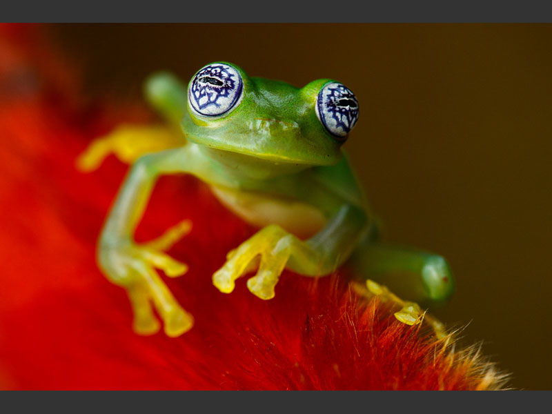 ghost glass frog