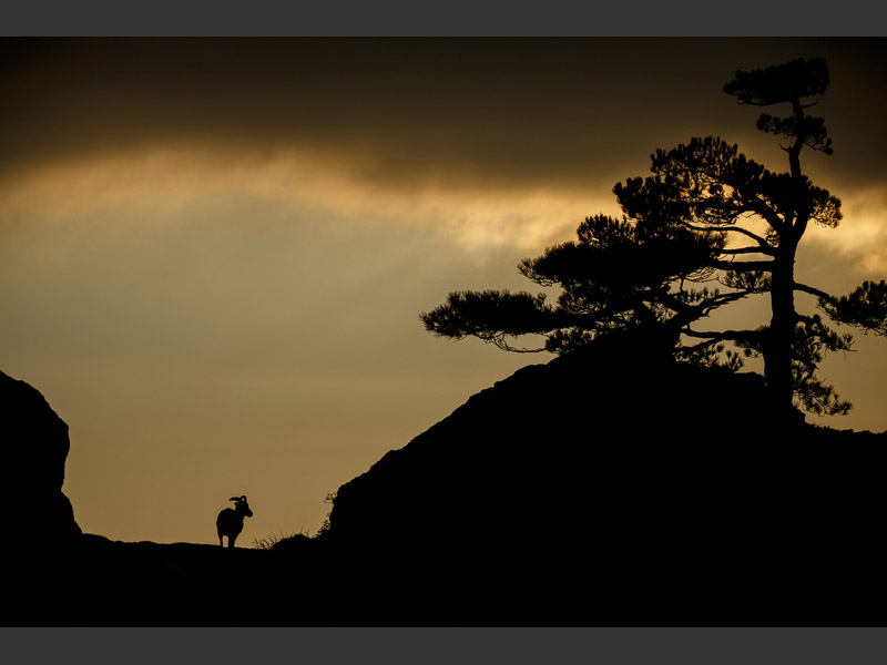 mouflon
