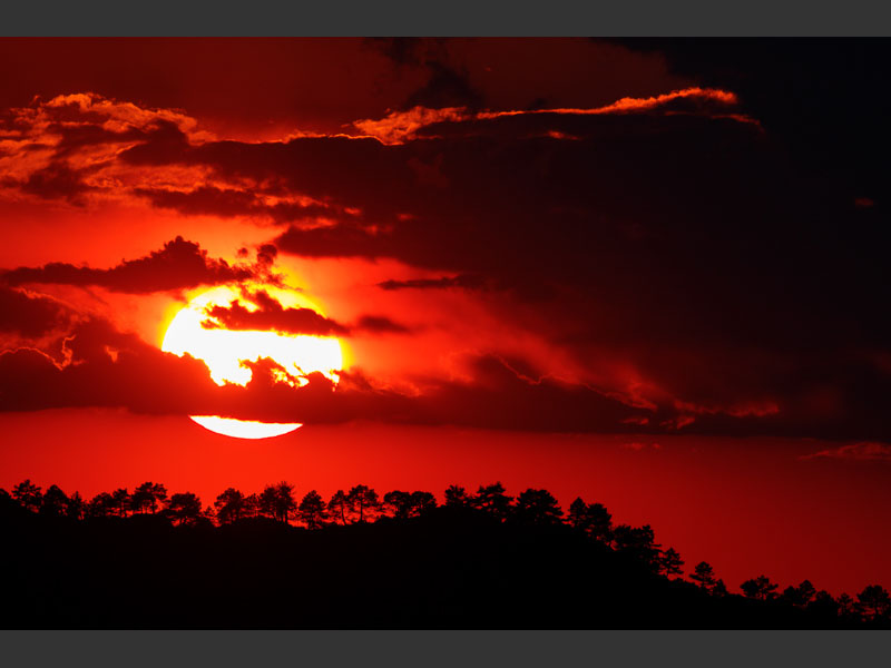 forest sunset
