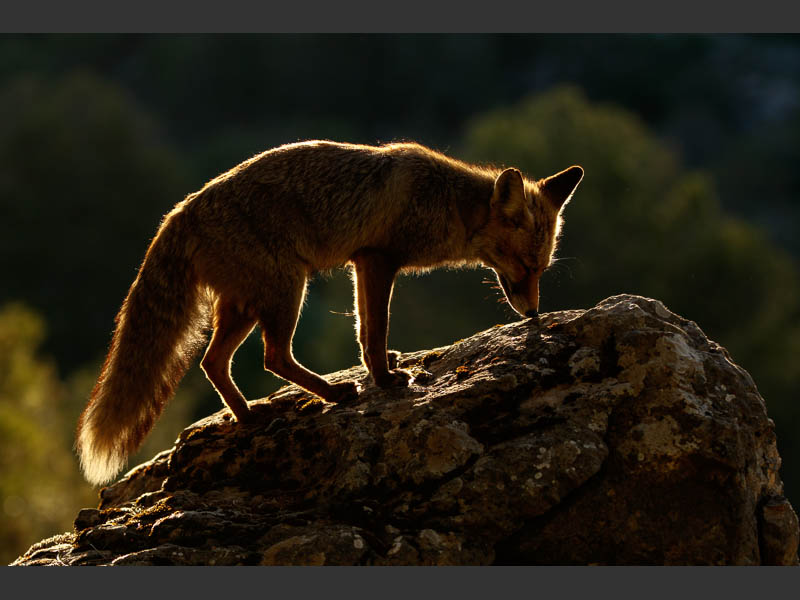 fox